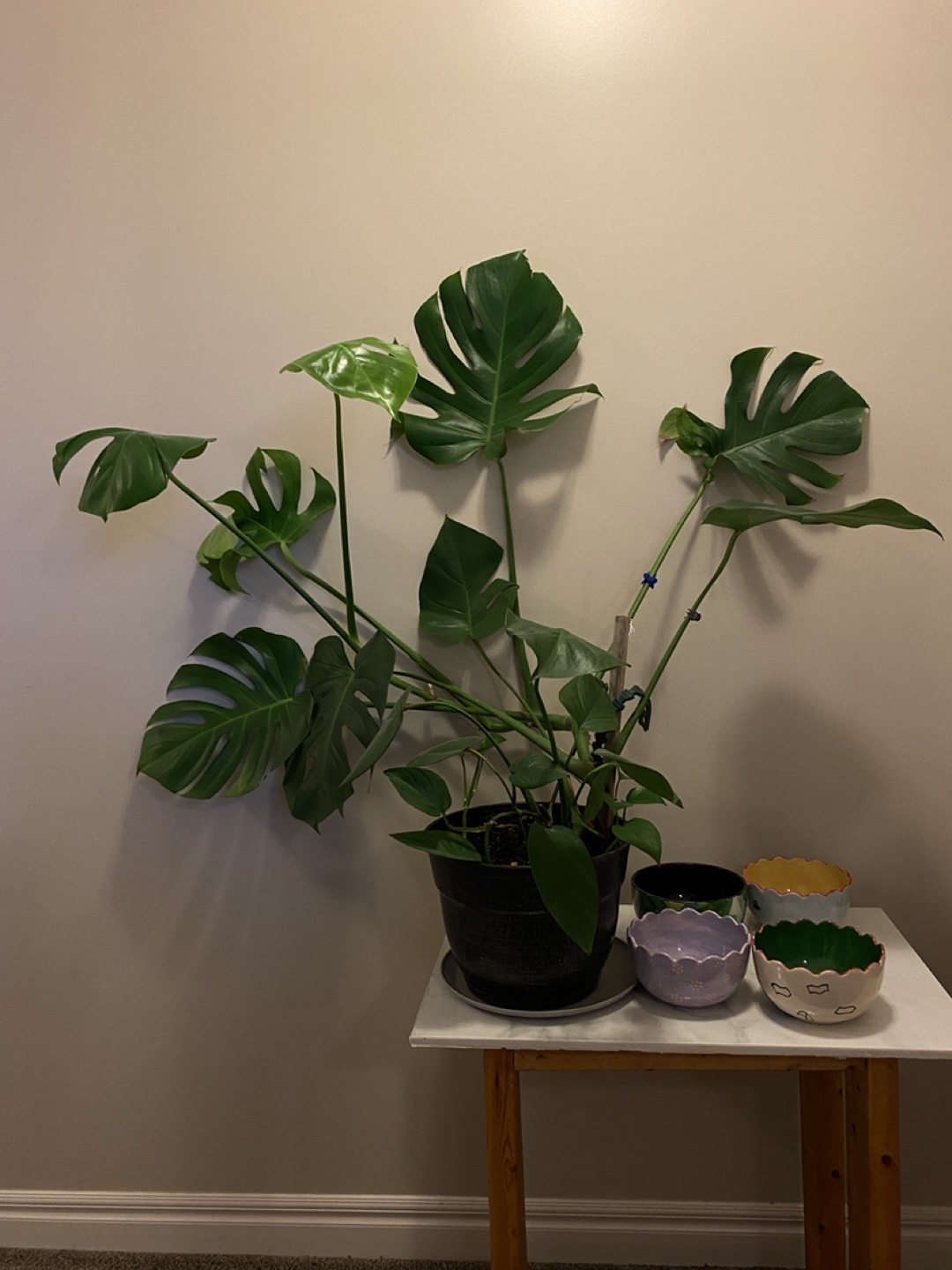 Monsterra plants - photo 2