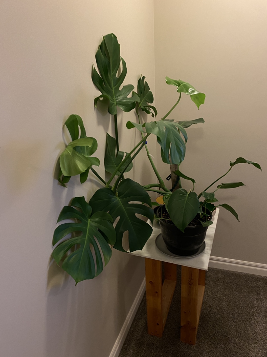 Monsterra plants