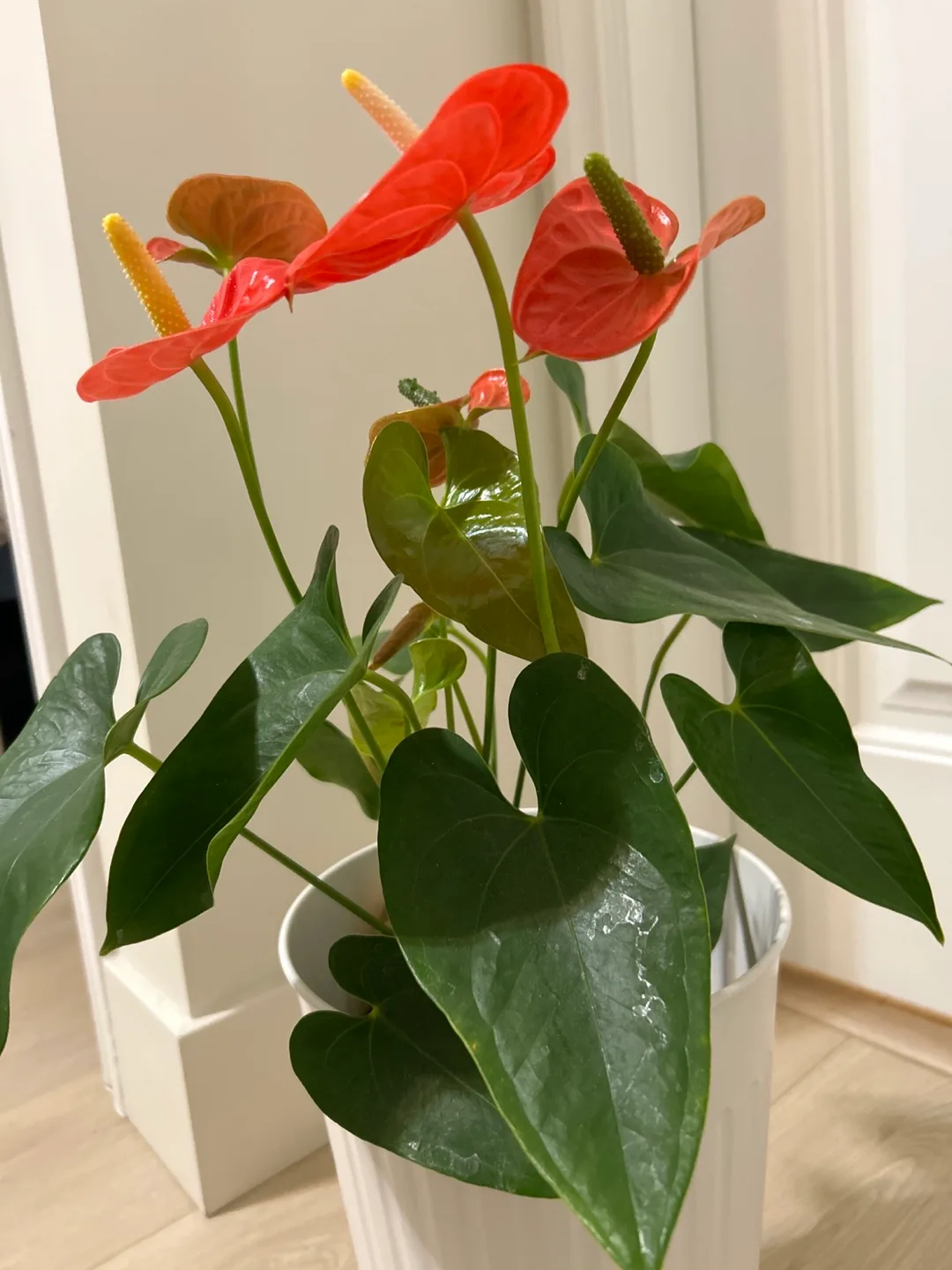 beautiful indoor plant with nursery pot image indicator(2)