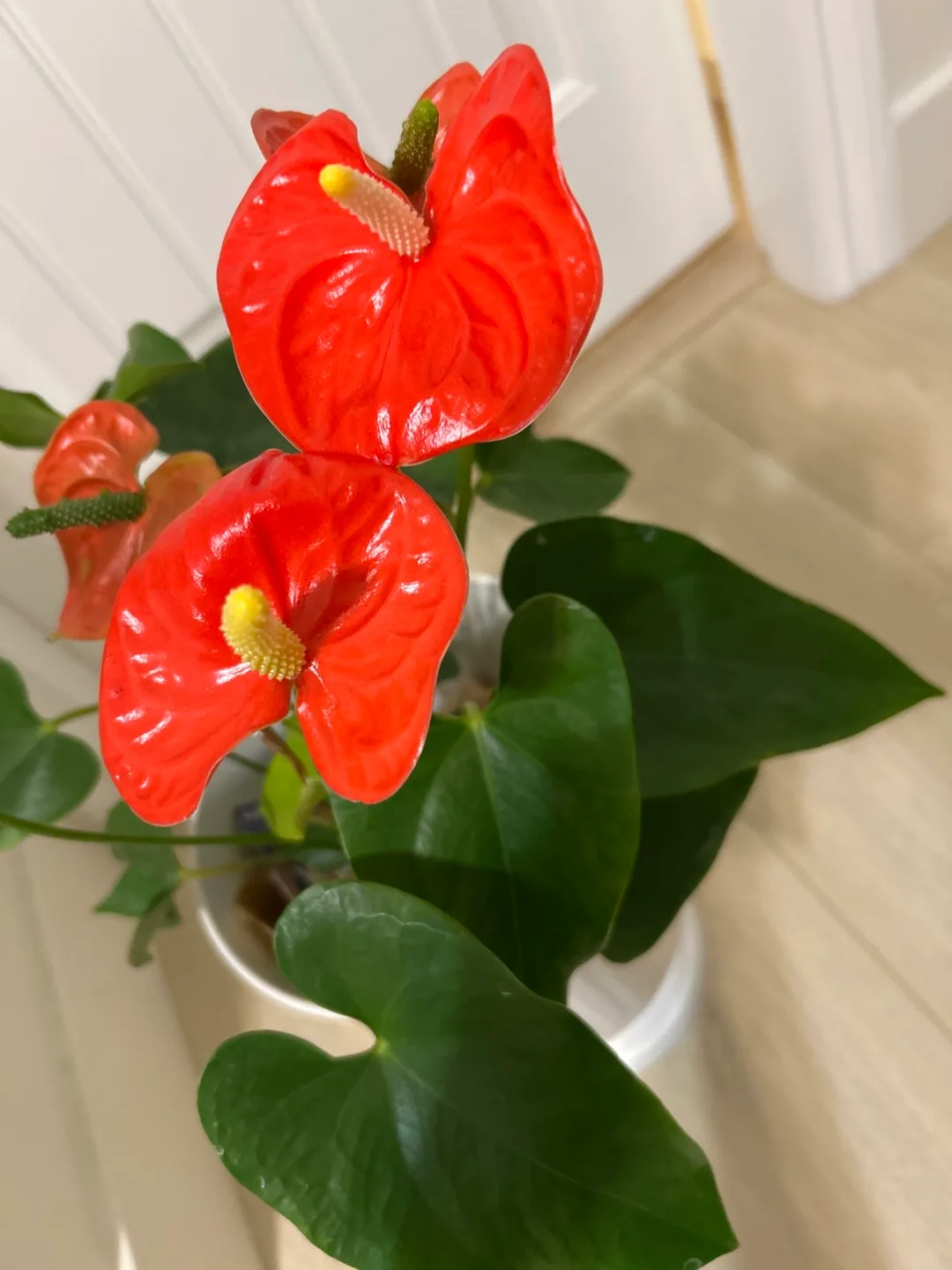 beautiful indoor plant with nursery pot image indicator(3)