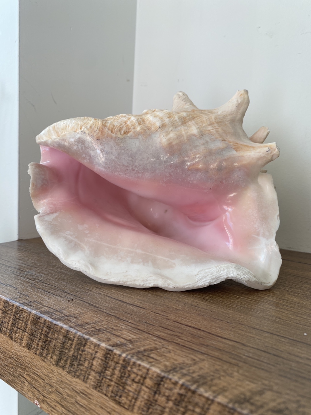 Giant Seashell Decoration