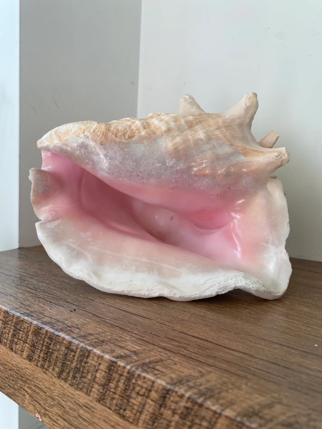 Giant Seashell Decoration thumbnail