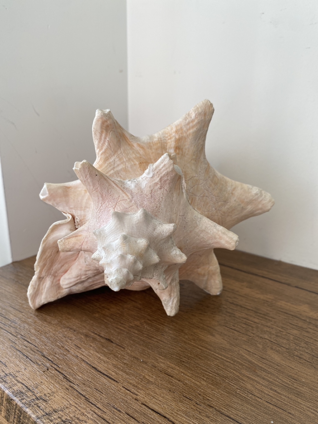 Giant Seashell Decoration - photo 2