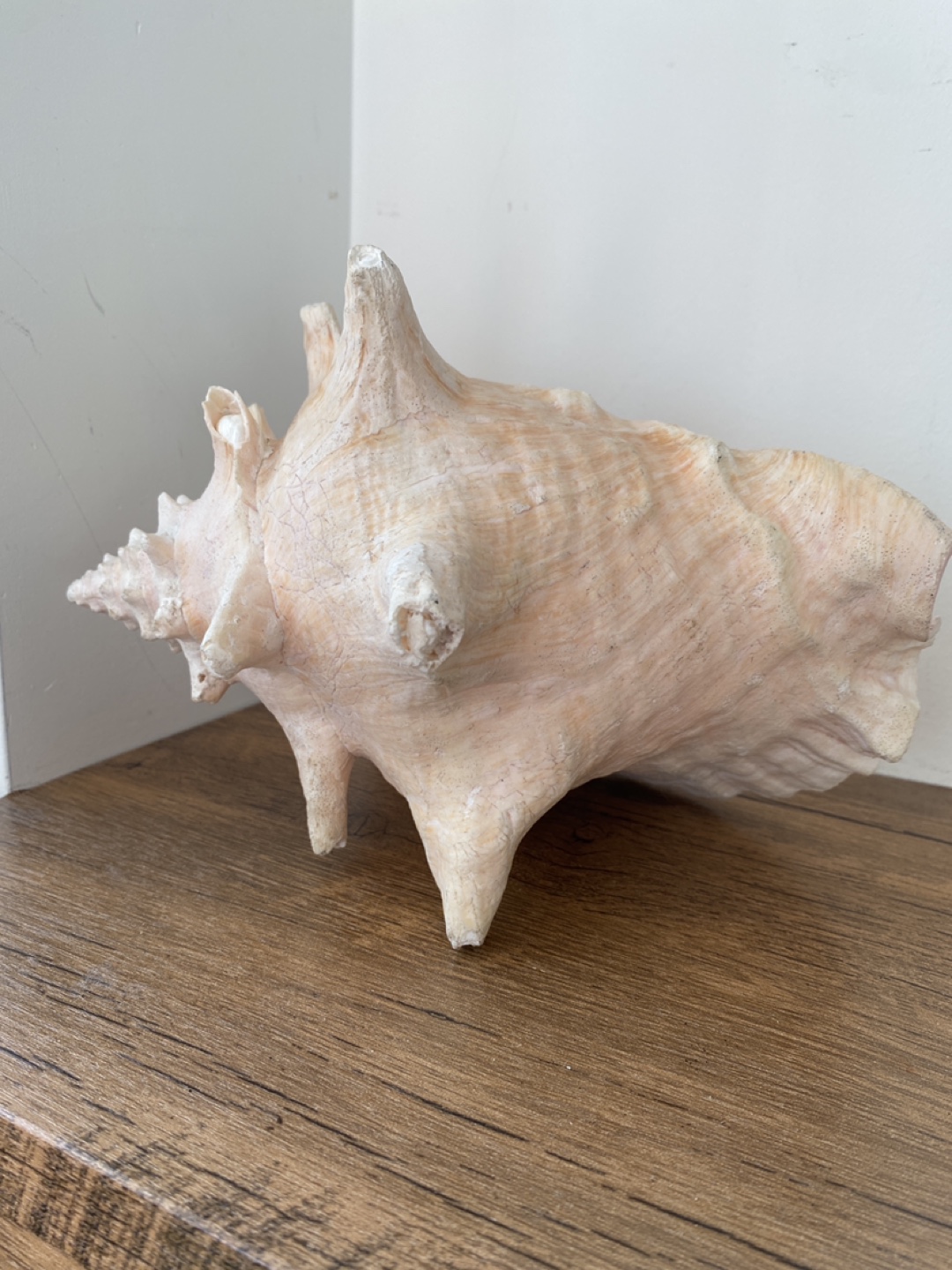 Giant Seashell Decoration - photo 3