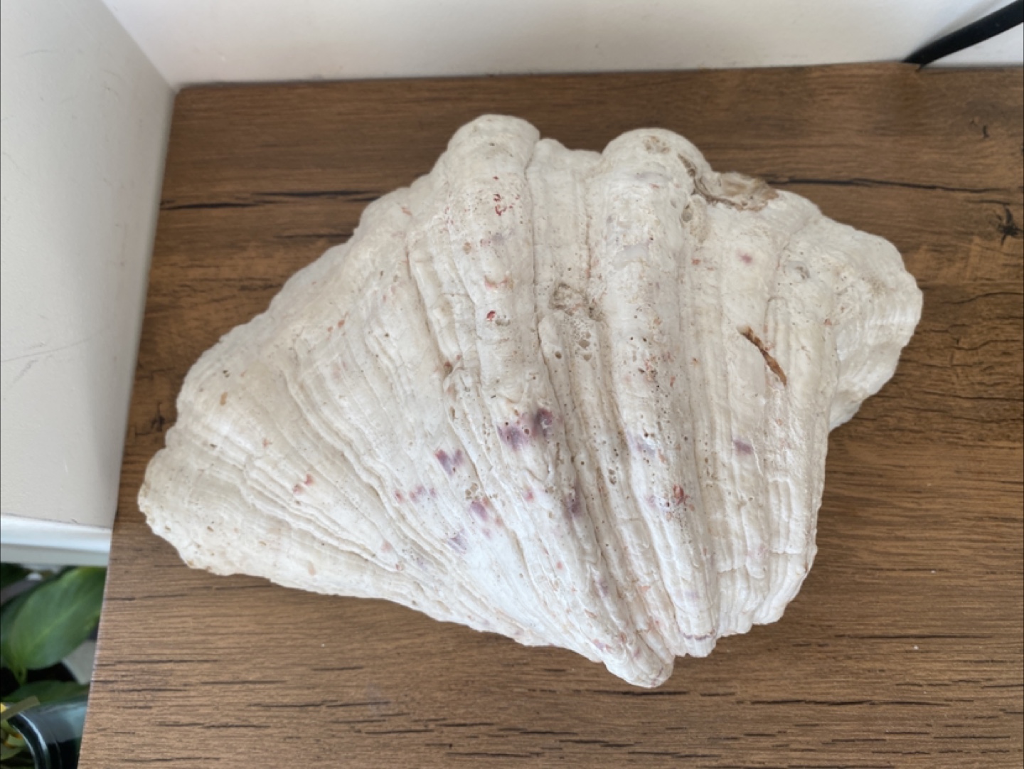 Giant Clam Shell Decoration - photo 4