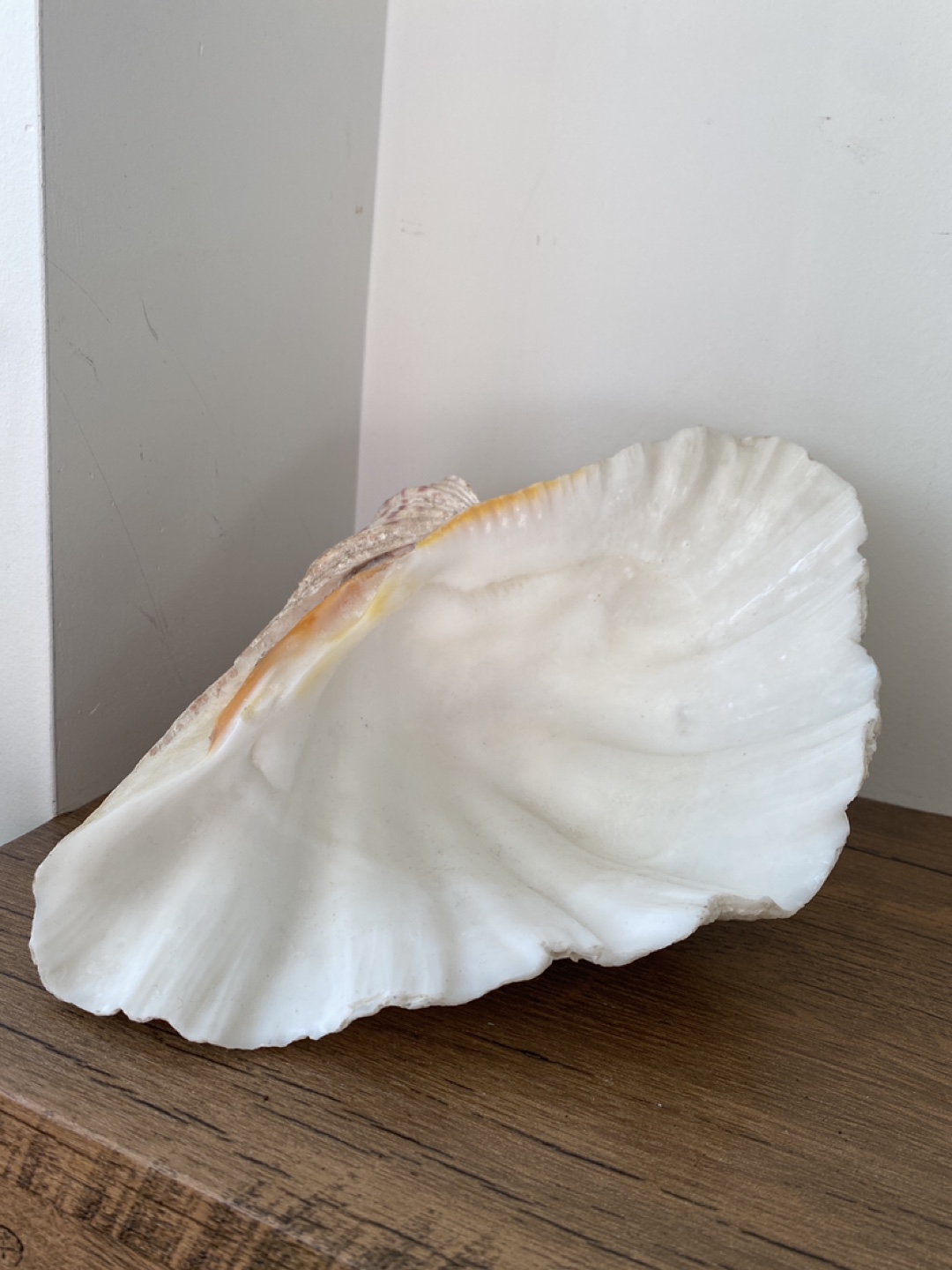 Giant Clam Shell Decoration - photo 2