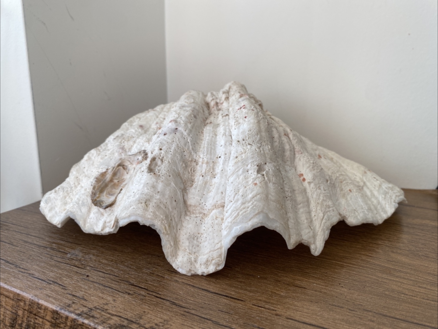Giant Clam Shell Decoration