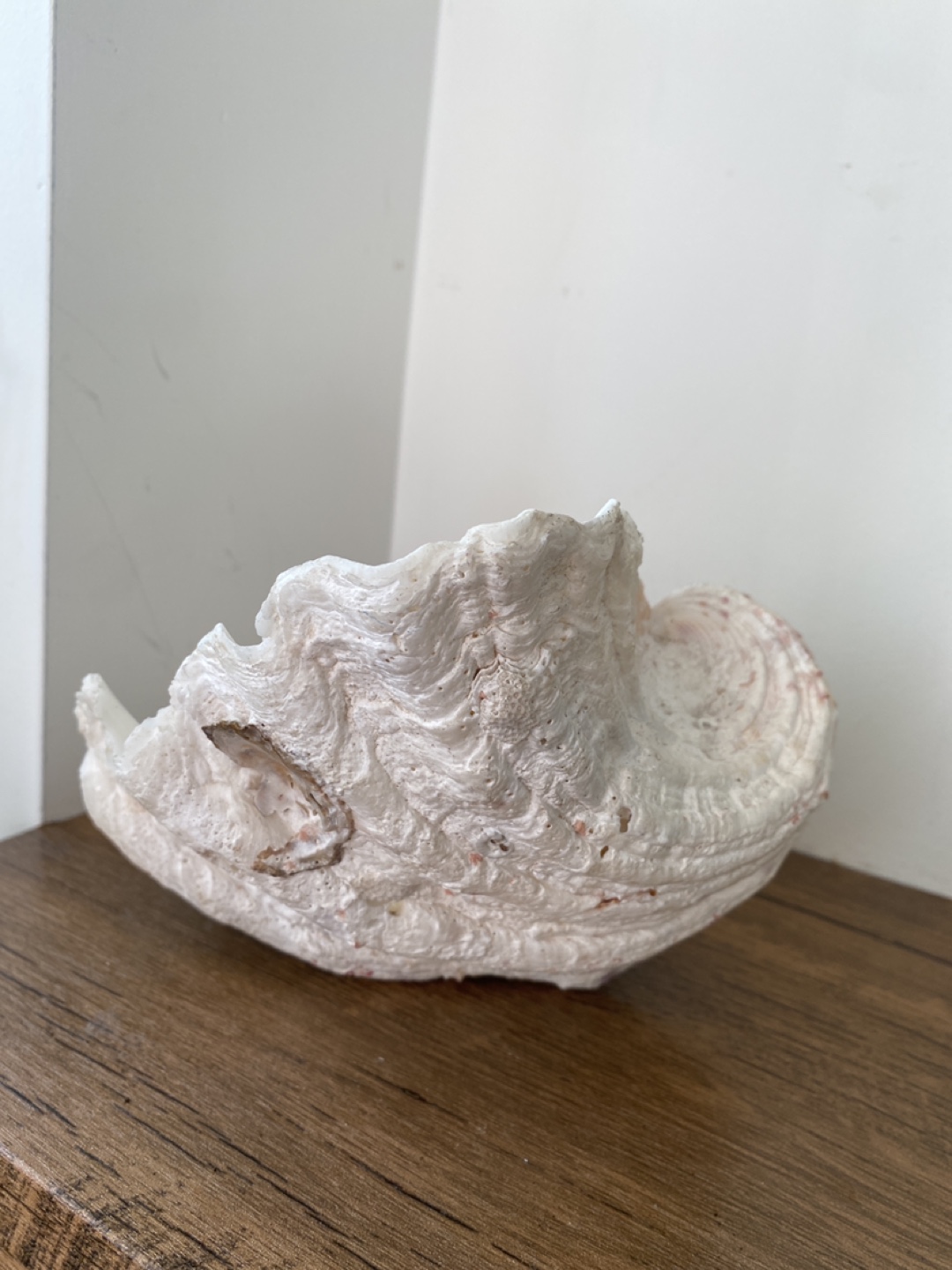 Giant Clam Shell Decoration - photo 3