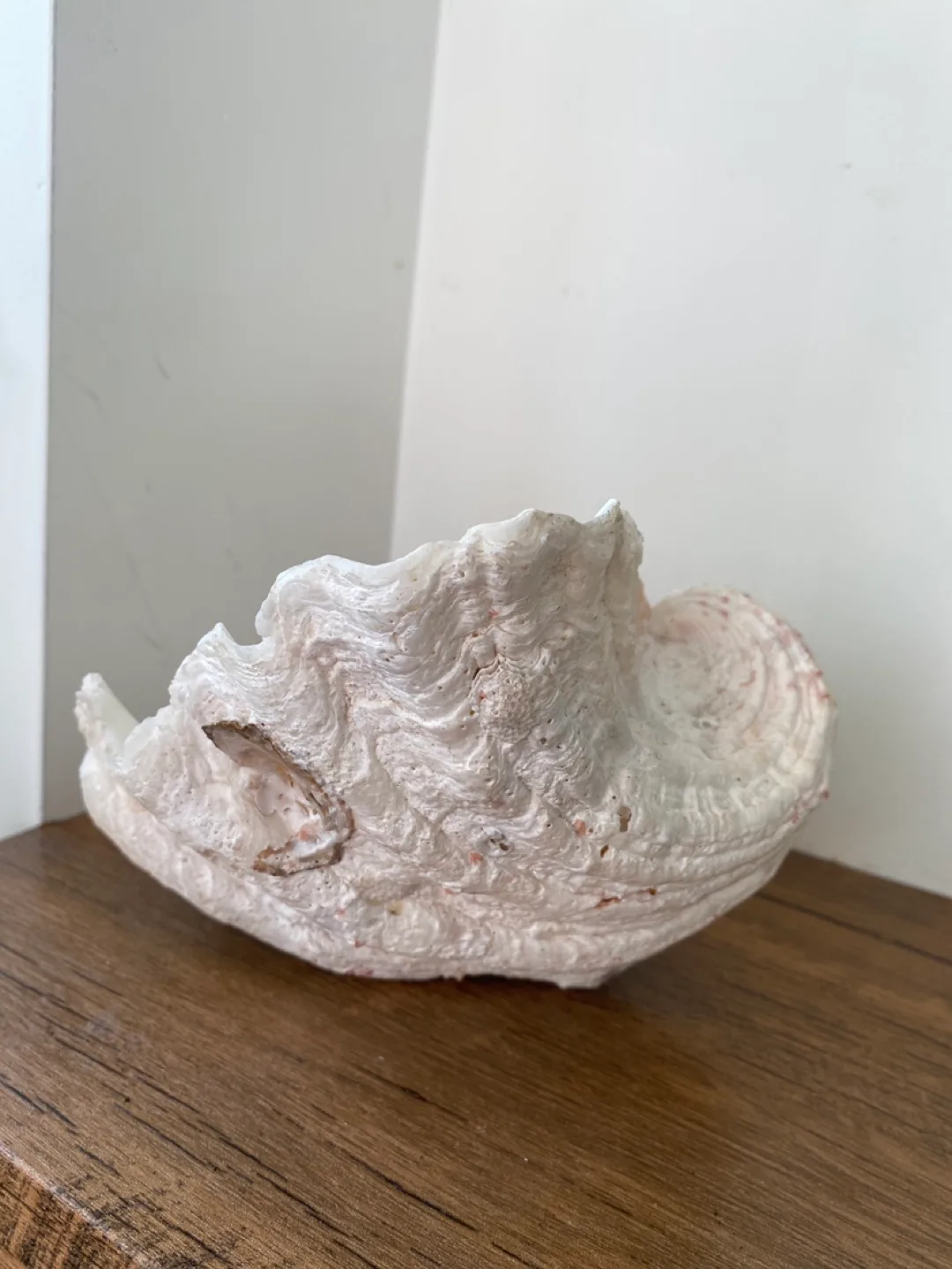 Giant Clam Shell Decoration image indicator(3)