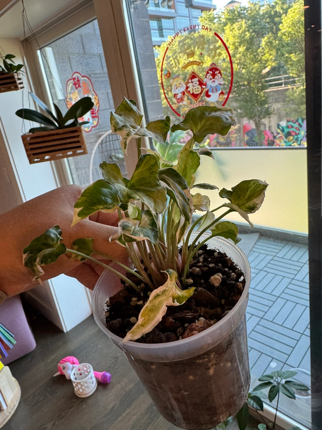 Variety of Potted Plants - photo 4