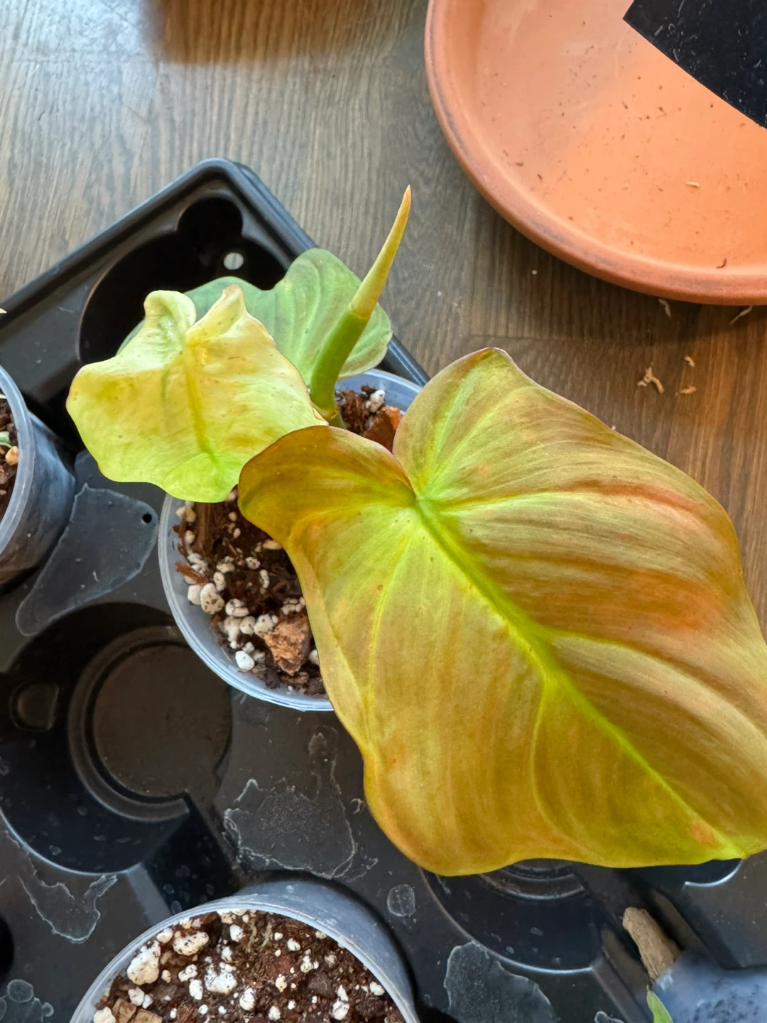 Variety of Potted Plants - photo 2