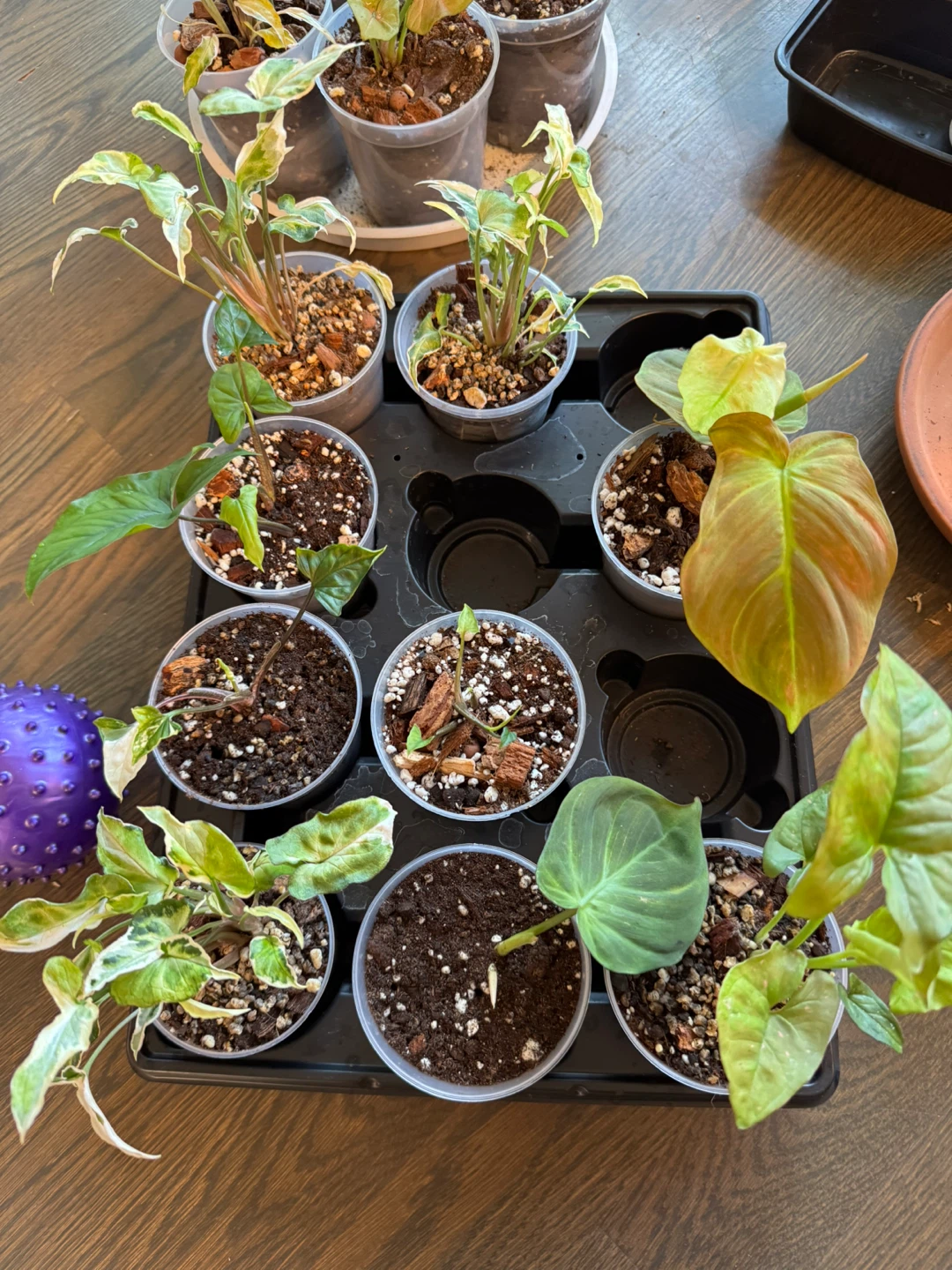 Variety of Potted Plants