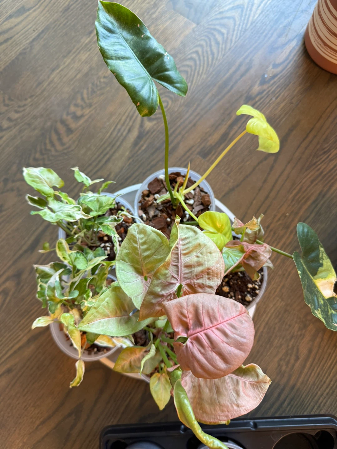 Assorted Potted Plants