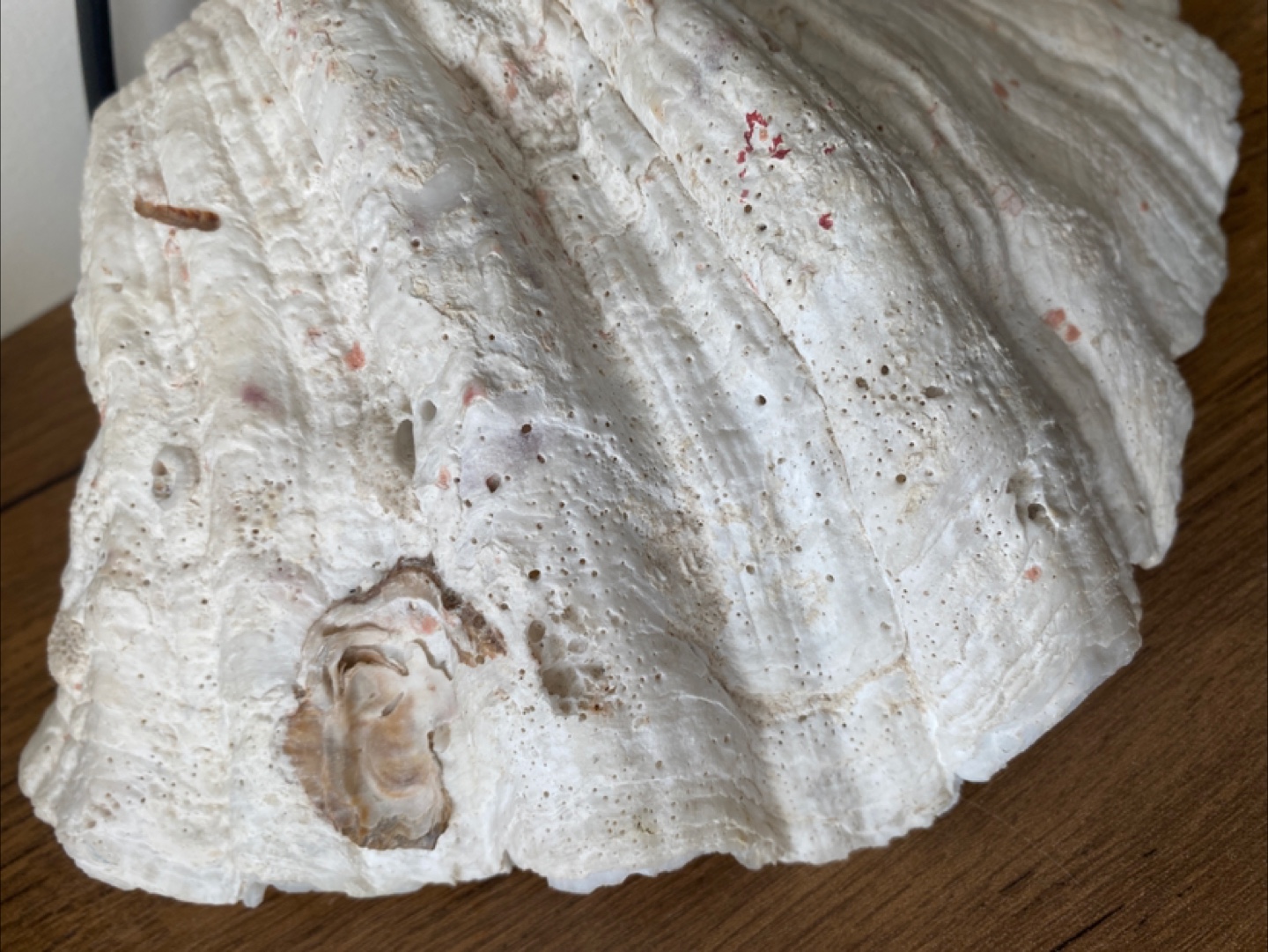 Giant Clam Shell Decoration - photo 5