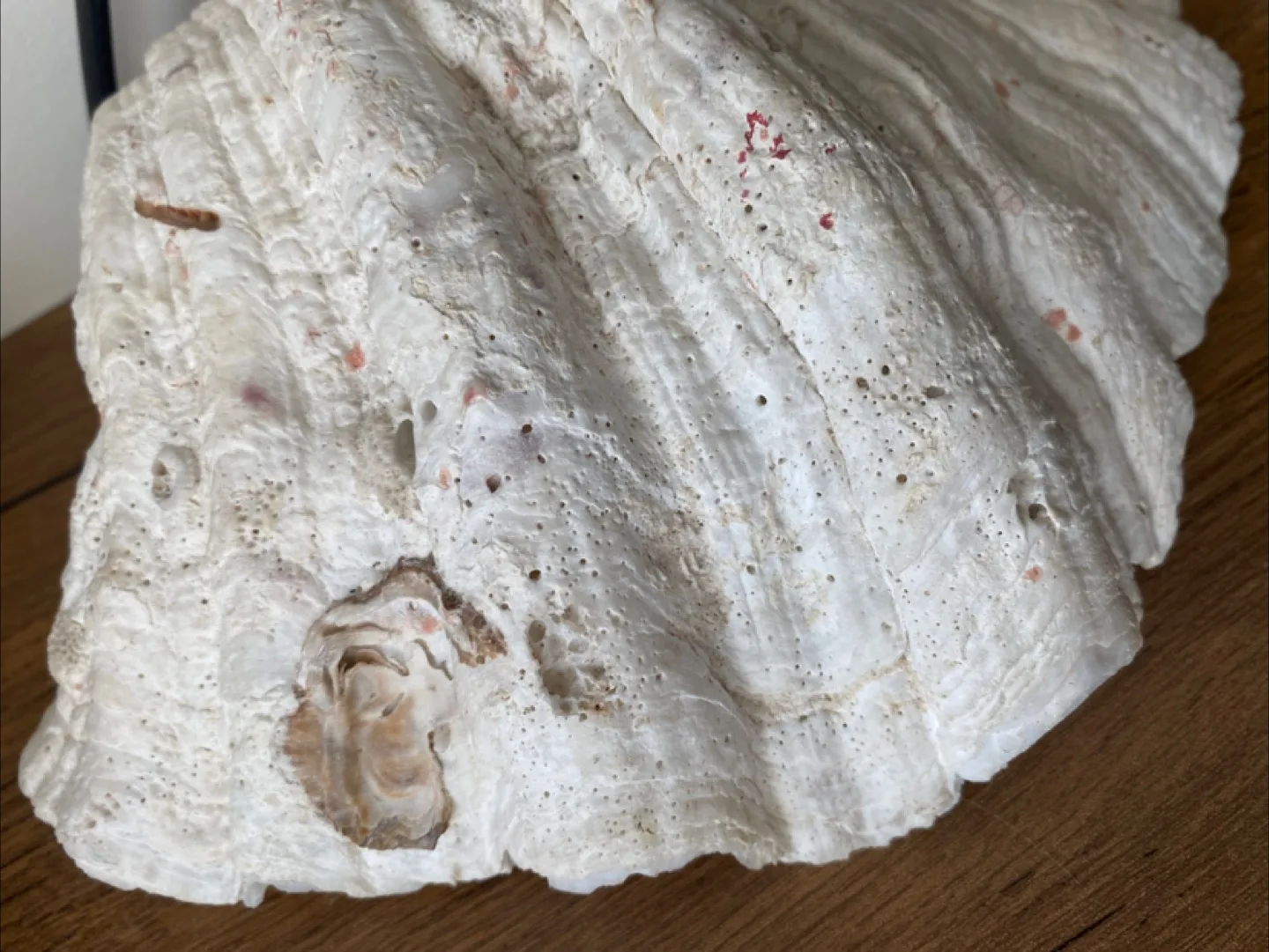 Giant Clam Shell Decoration image indicator(5)