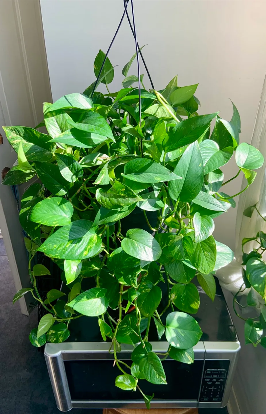 Huge XL hanging Money plant pothos with long vines thumbnail