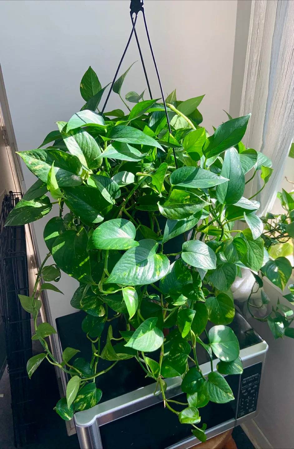 Huge XL hanging Money plant pothos with long vines image indicator(2)