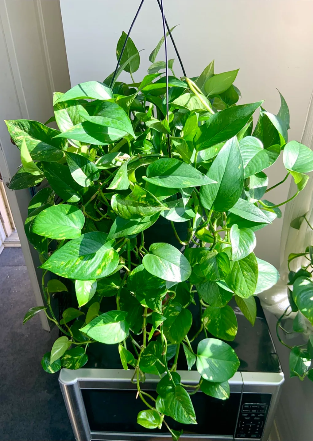 Huge XL hanging Money plant pothos with long vines image indicator(3)