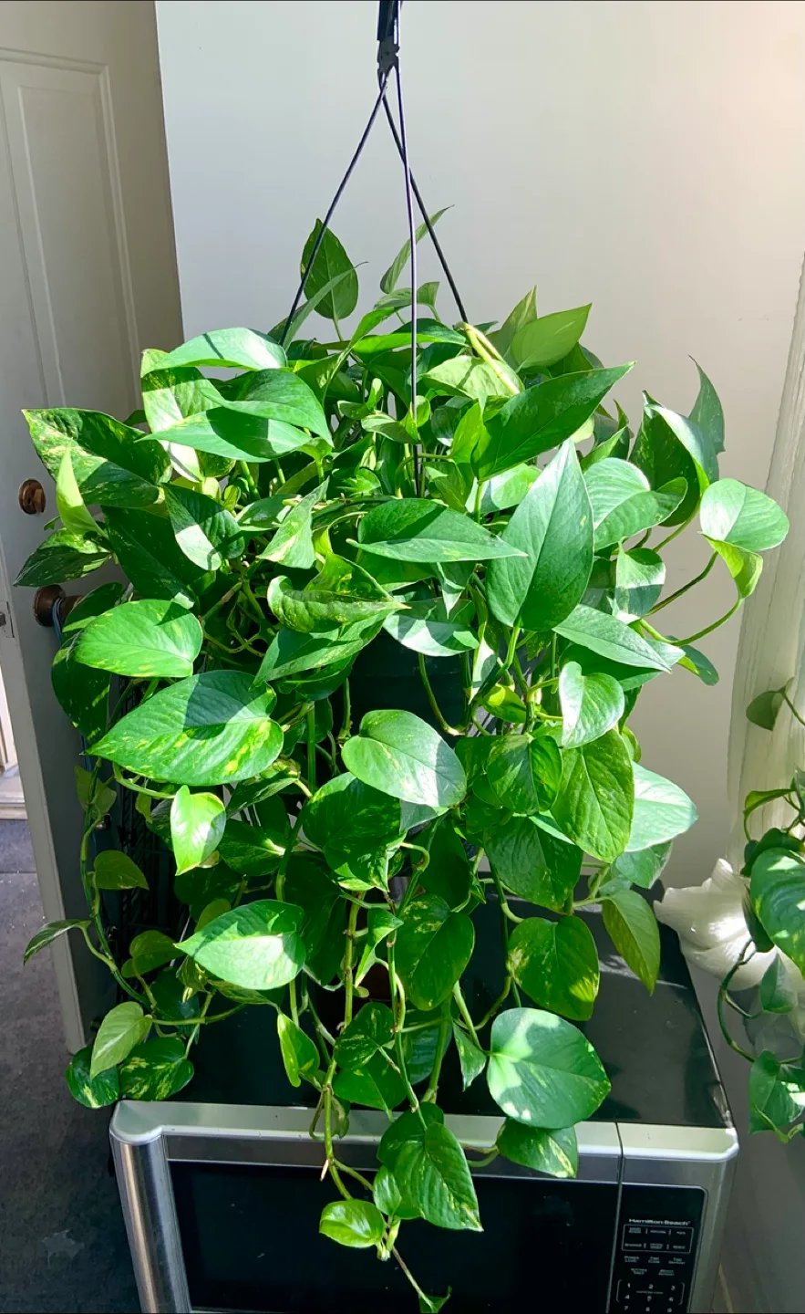 Huge XL hanging Money plant pothos with long vines image indicator(4)