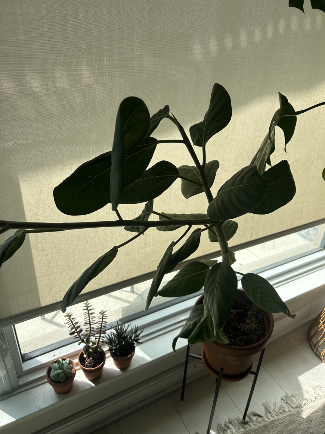 Ficus Audrey in terracotta planter - photo 2