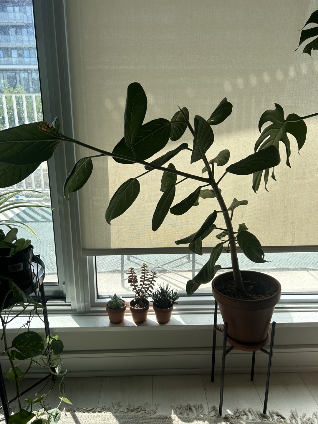 Ficus Audrey in terracotta planter