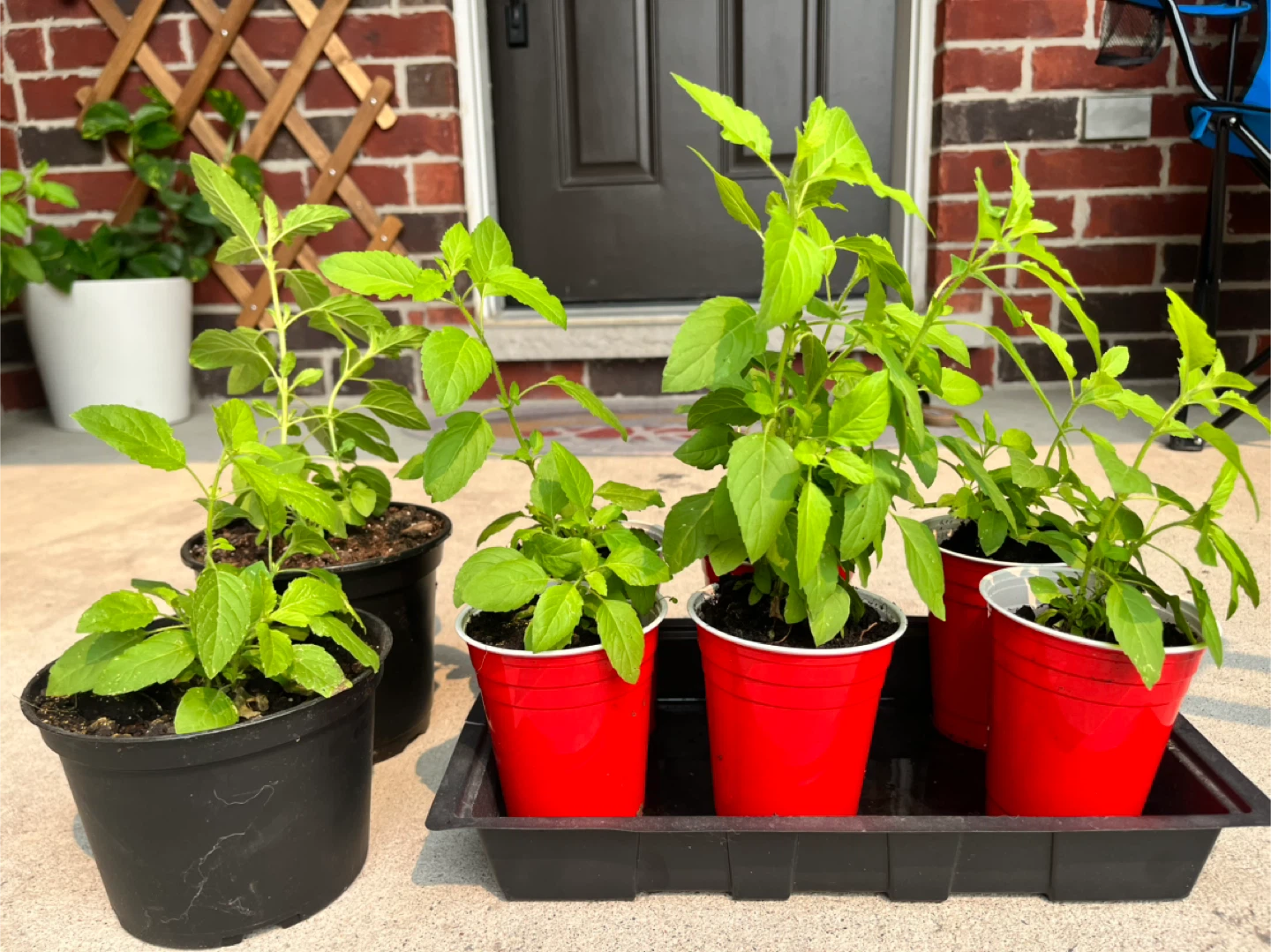 Potted Holy Basil (Tulsi) Plants