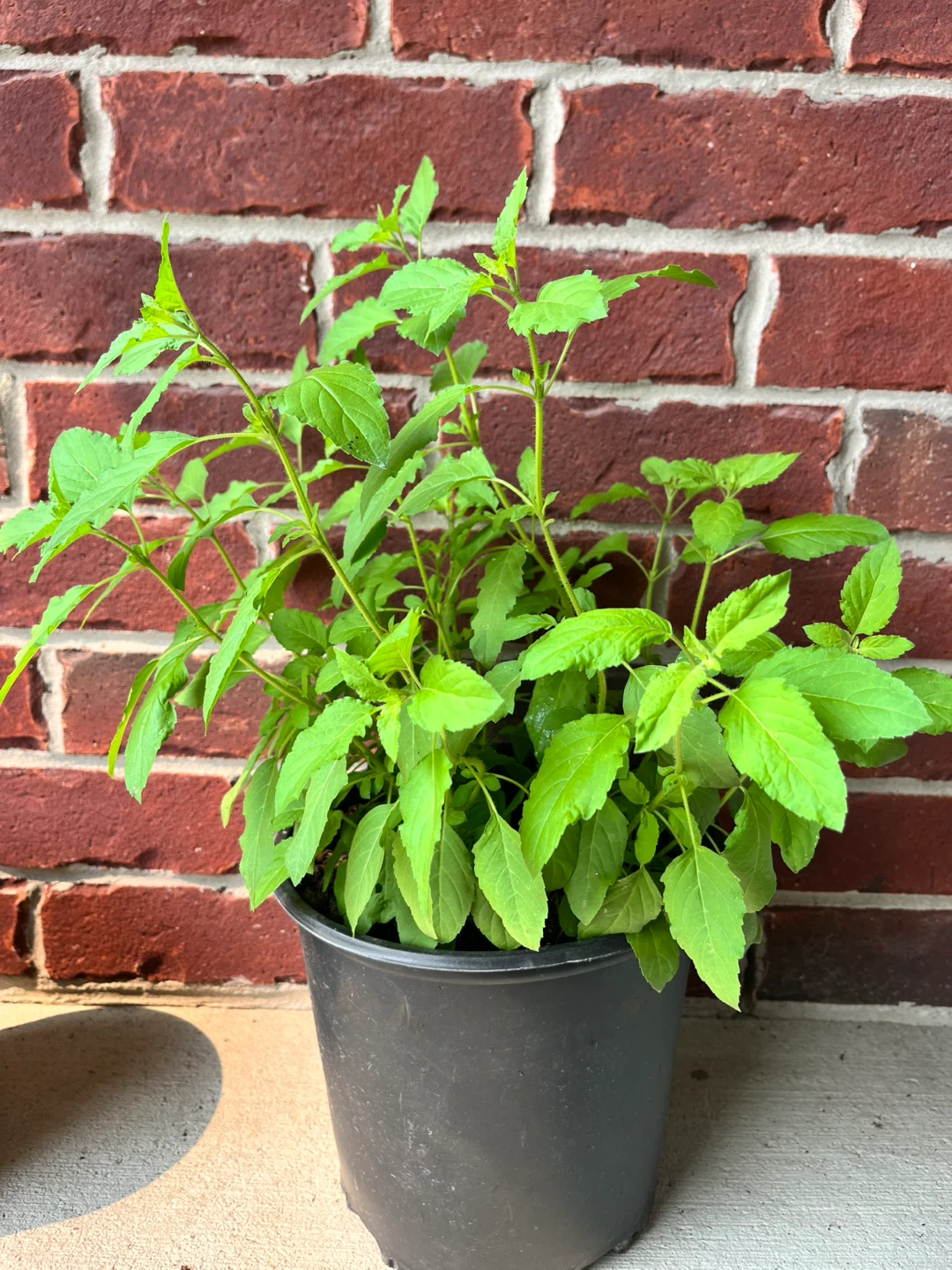 Holy Basil Plant