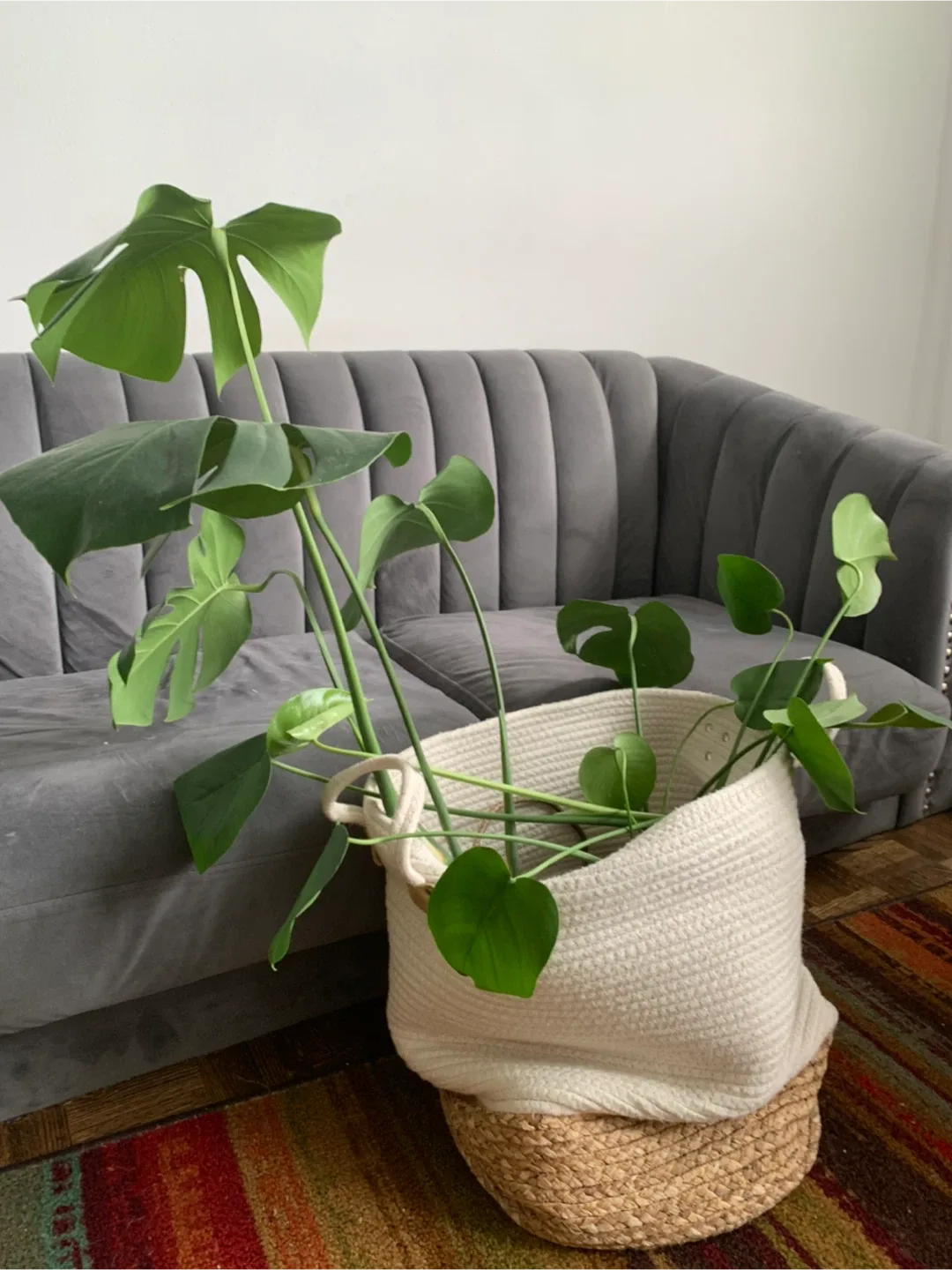 Monstera Plant in Woven Basket thumbnail