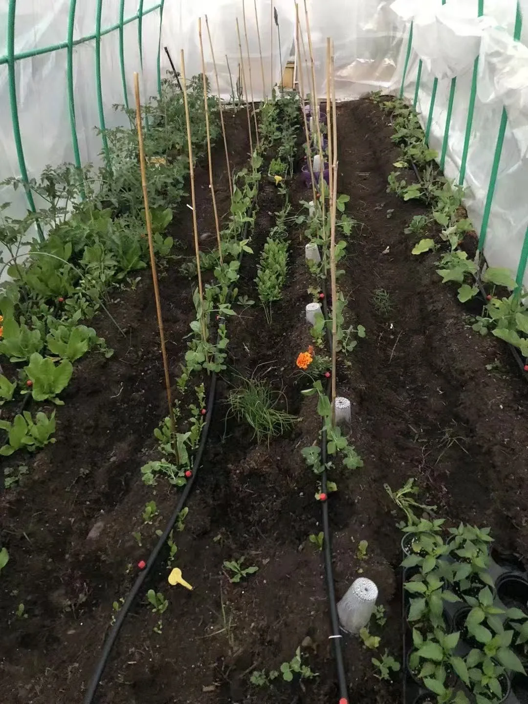 Greenhouse Clear Cover 24" x 20" image indicator(3)