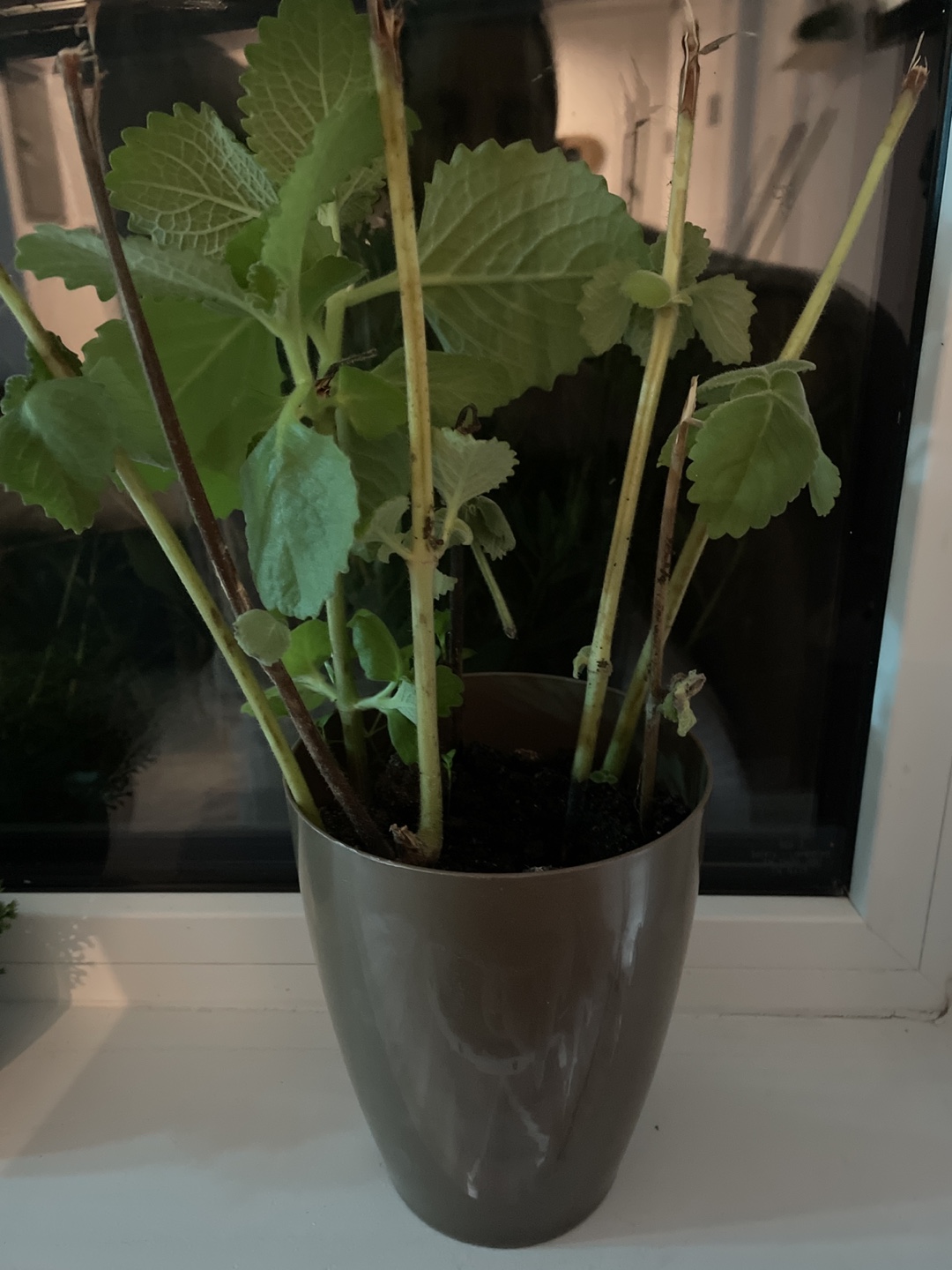 🌿 Oregano Three – Fresh Cuban Oregano Plant 🌿