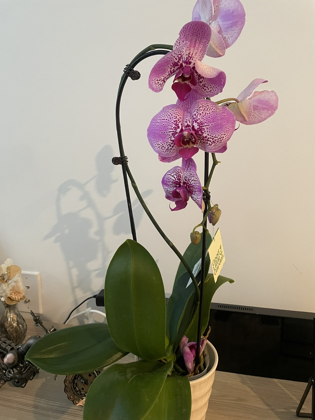 Orchid Plant - Good Little Garden