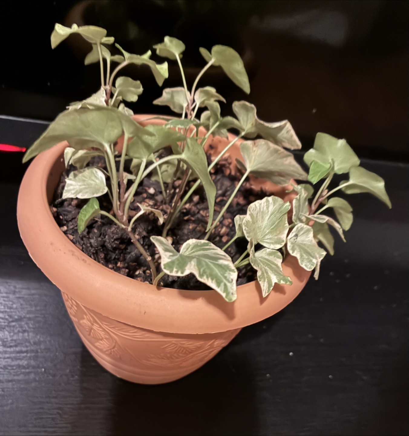 Potted Variegated Plant