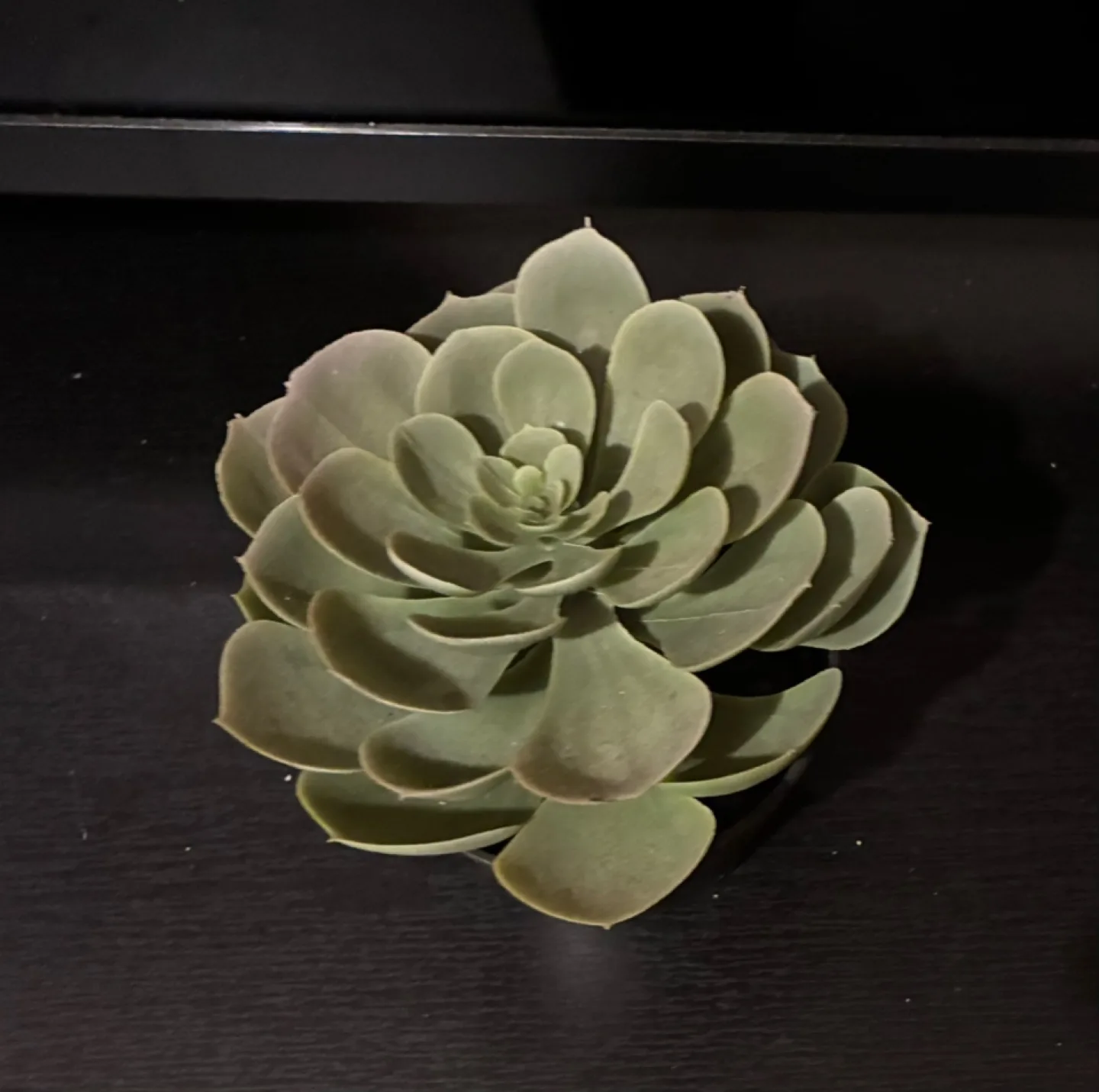 Free faux succulent plant image indicator(2)