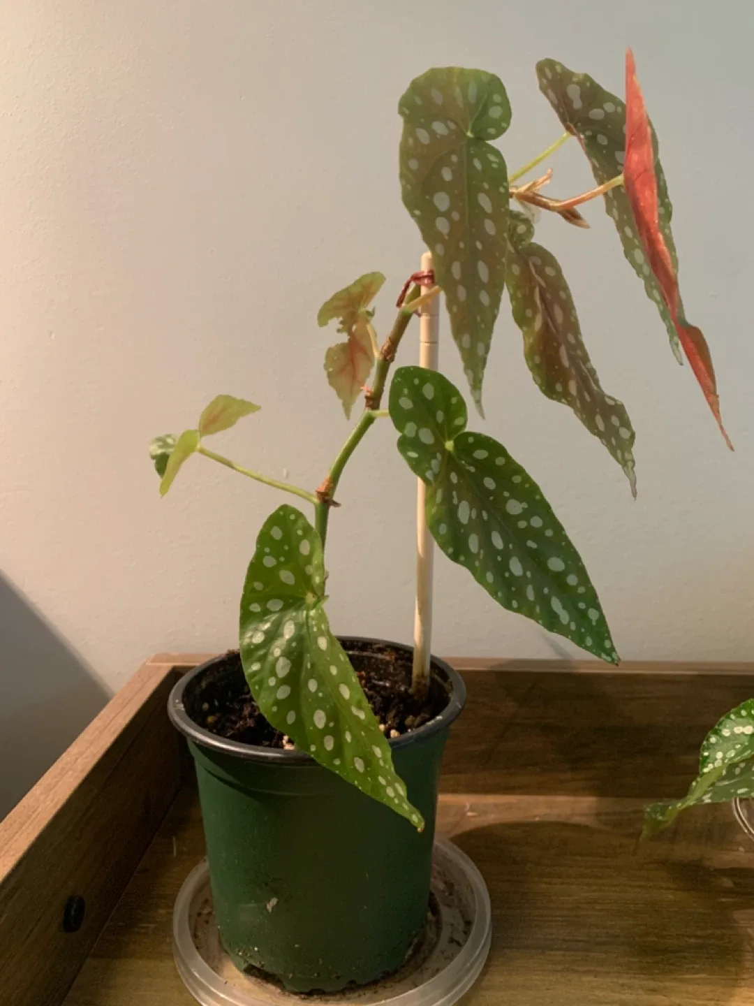 Begonia Maculata Polka Dot Plant image indicator(2)