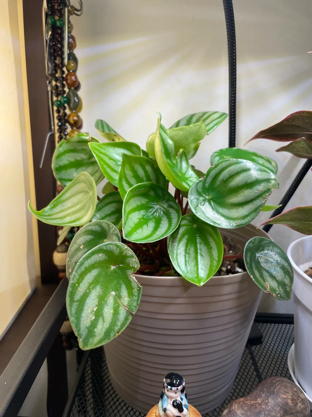 Watermelon Peperomia Plant image indicator(2)