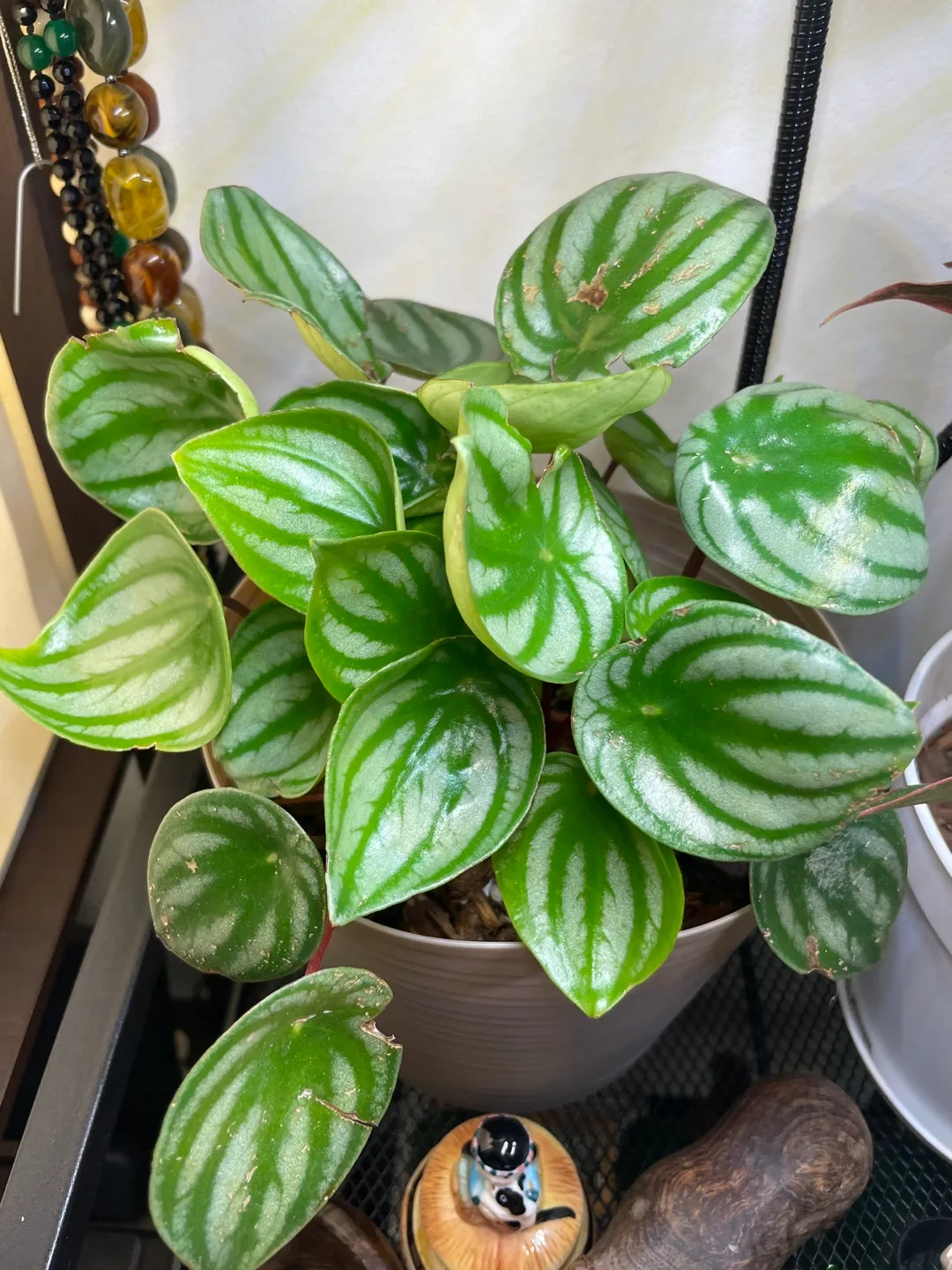 Watermelon Peperomia Plant thumbnail