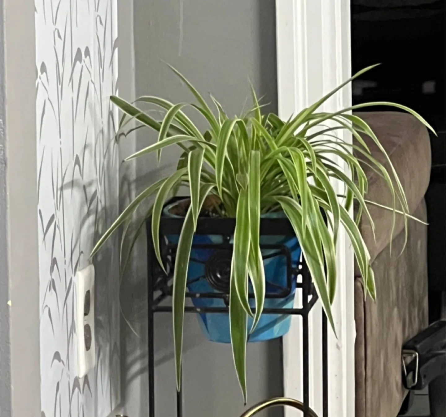 Spider Plant in Blue Pot thumbnail