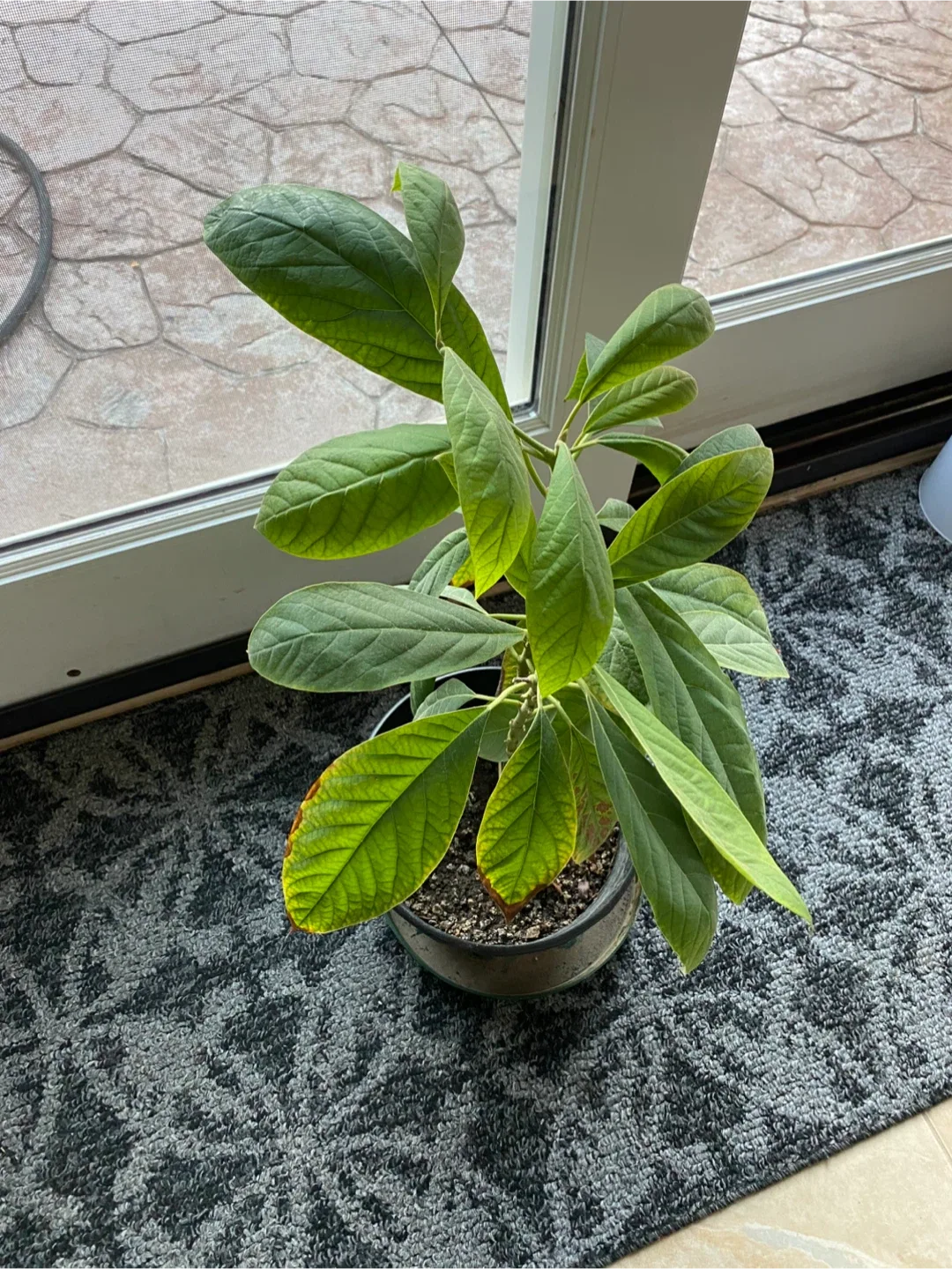 Potted Avocado Plant image indicator(2)