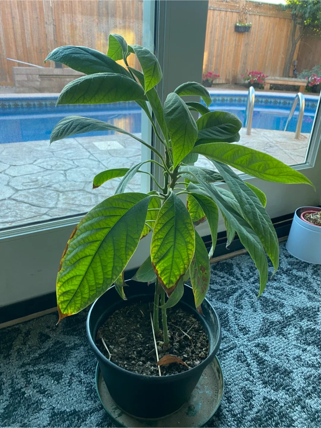 Potted Avocado Plant image indicator(3)