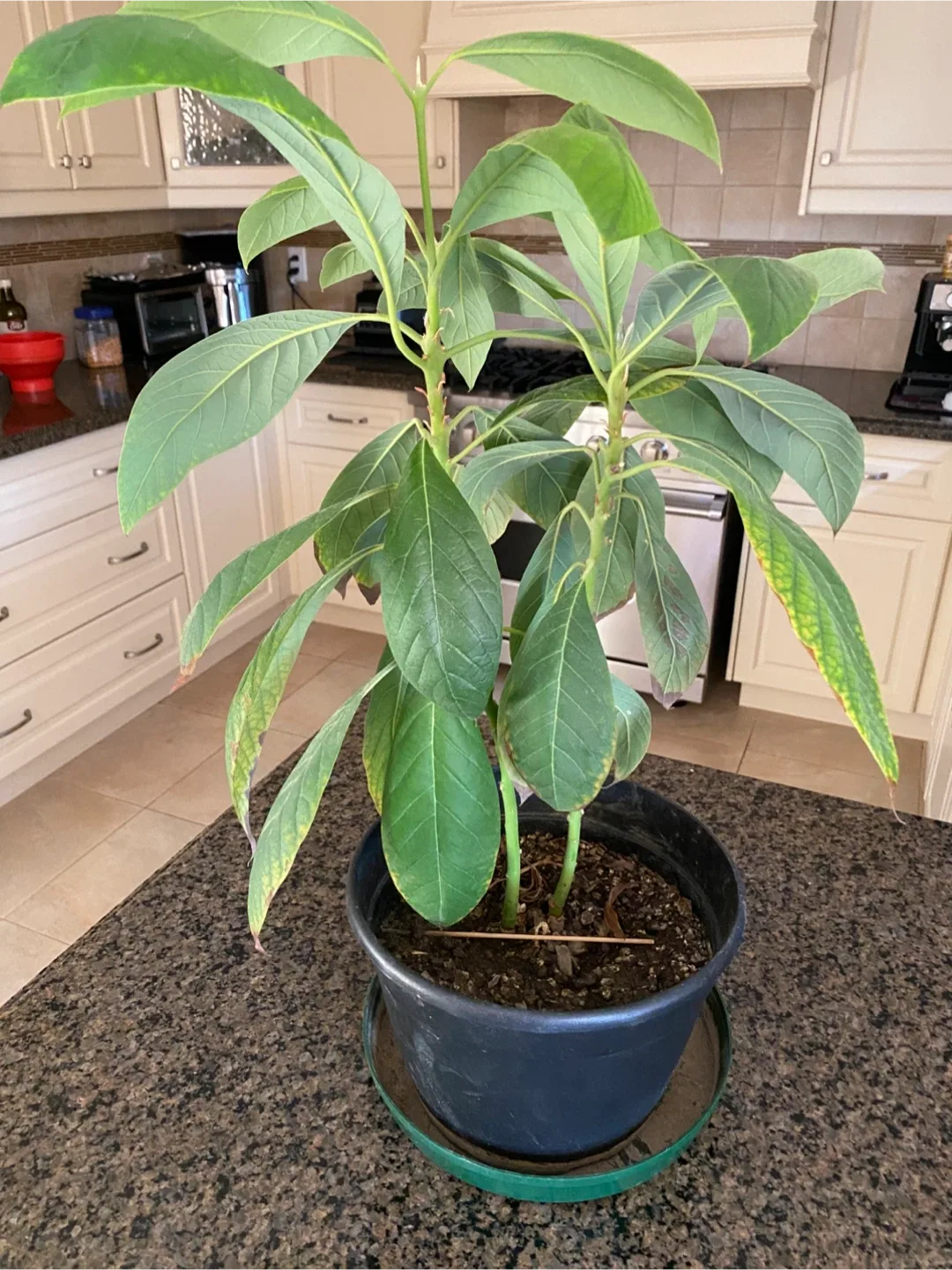 Potted Avocado Plant thumbnail
