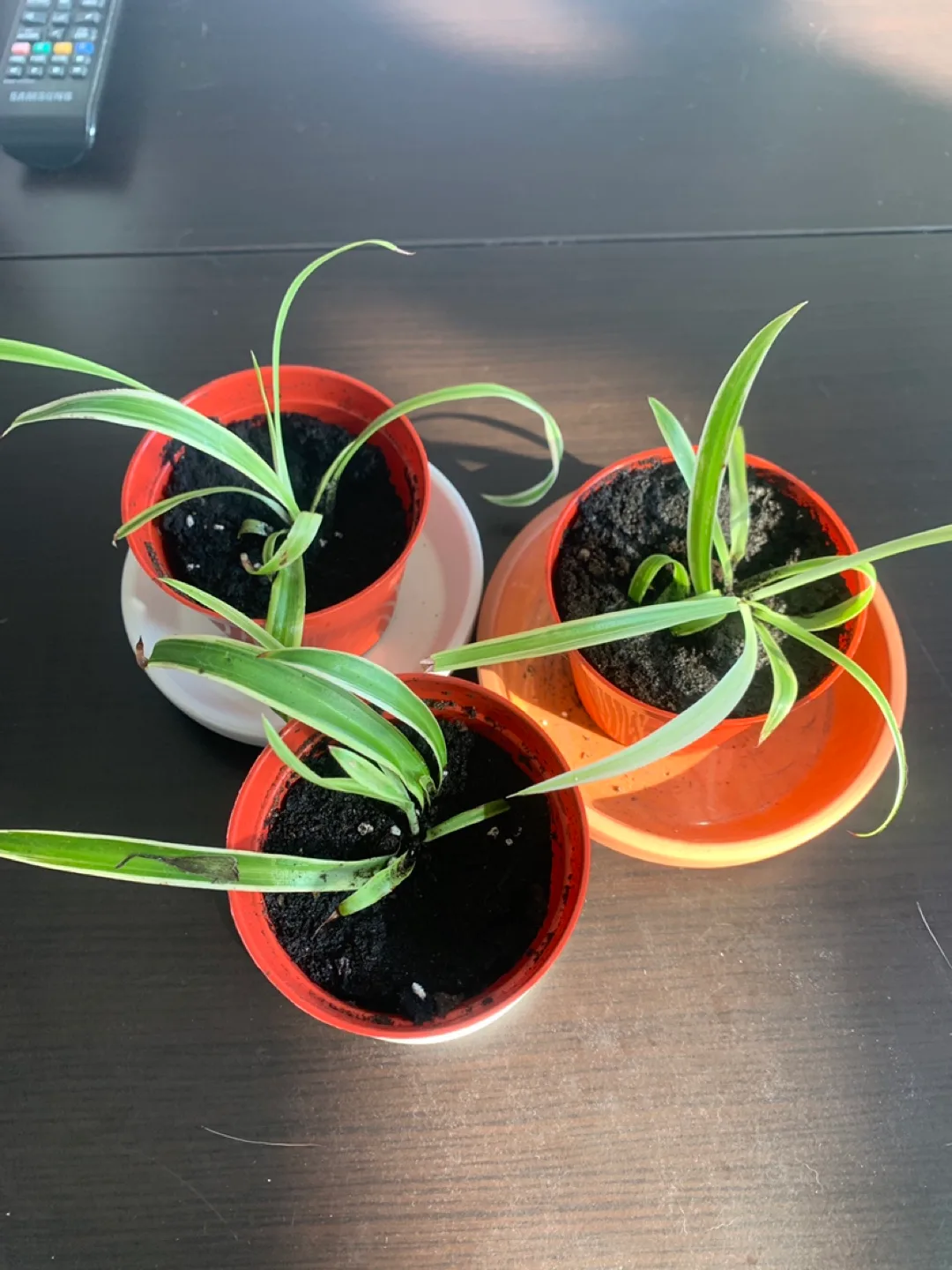‼️MOVING SALE‼️ Spider Plant Babies - medium thumbnail
