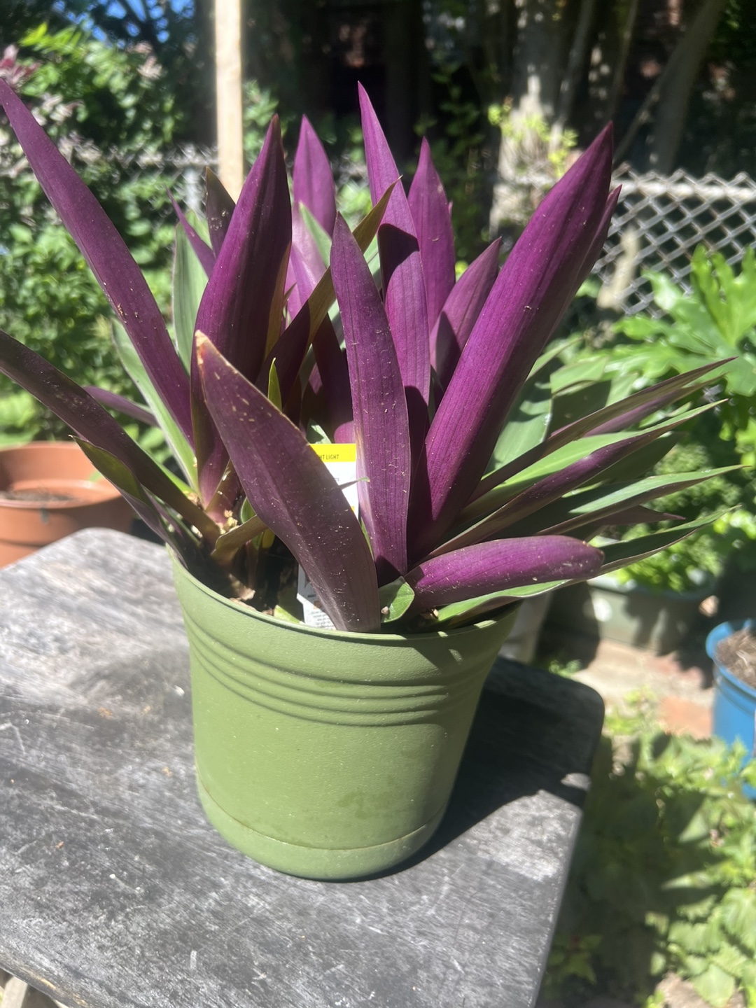 Purple & Green Tradescantia Spathacea Plant - photo 2