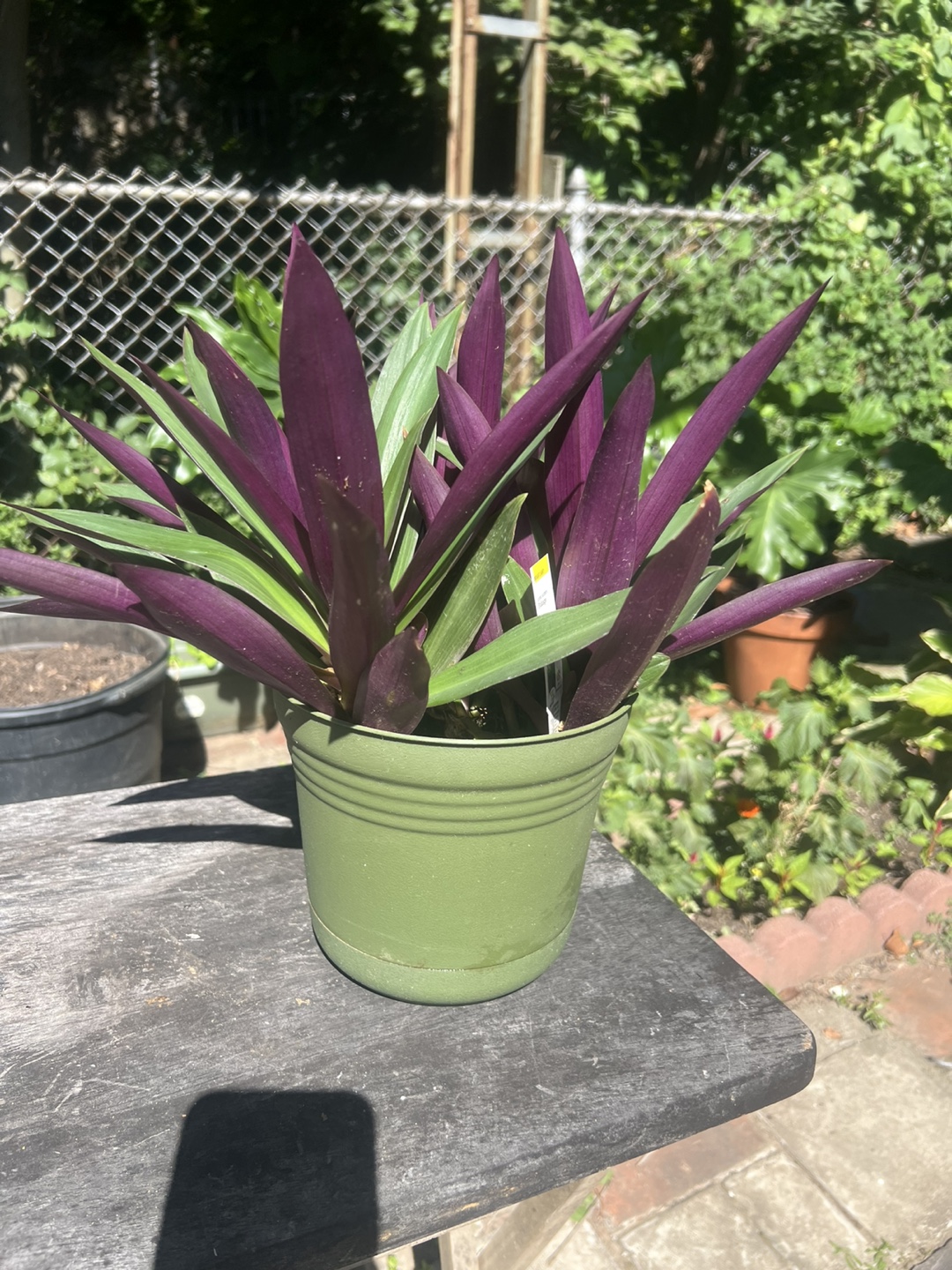 Purple & Green Tradescantia Spathacea Plant - photo 5
