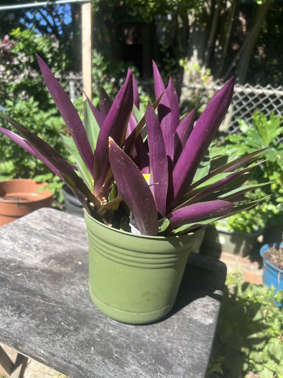 Purple & Green Tradescantia Spathacea Plant - photo 3