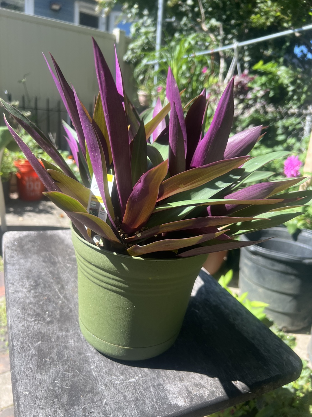 Purple & Green Tradescantia Spathacea Plant - photo 4
