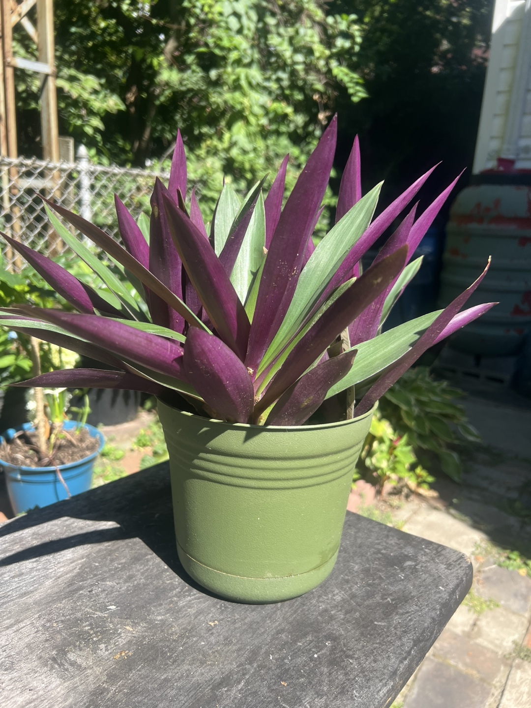 Purple & Green Tradescantia Spathacea Plant