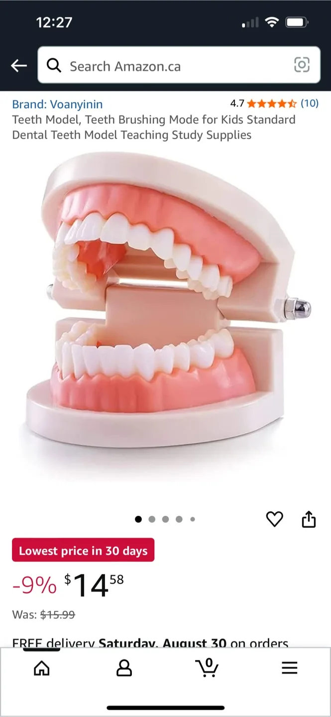 Teeth Model - Dental Teaching Aid thumbnail