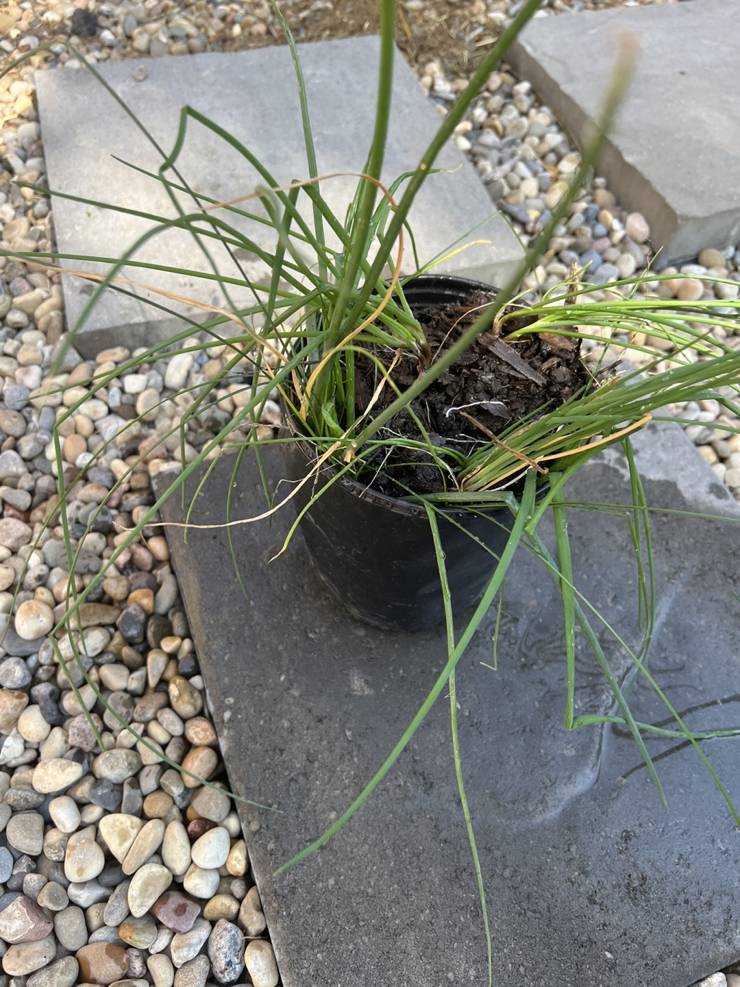 Potted Chives