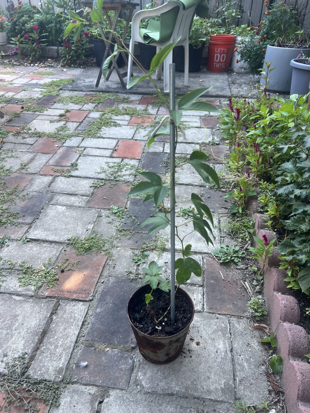 Passion Fruit Vine Plant - photo 4