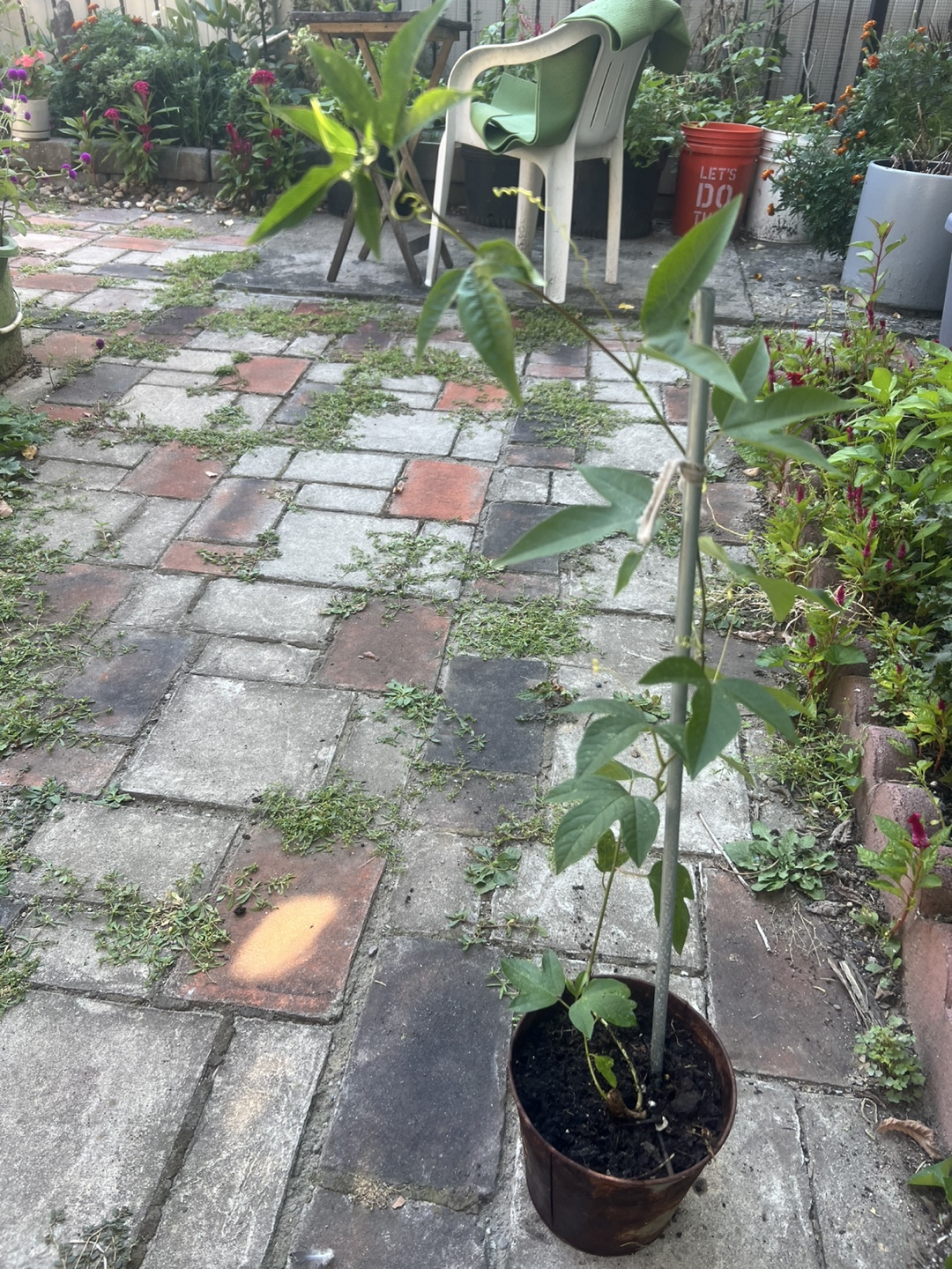 Passion Fruit Vine Plant